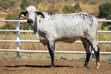 Carregar imagem no visualizador da galeria, LOTE 2038 - CHINESA FIV 1025 UNIX DA SANTA