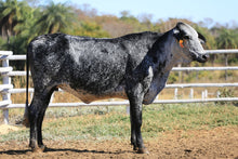 Carregar imagem no visualizador da galeria, LOTE 2036 - CORDOALHA FIV 1031