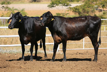 Carregar imagem no visualizador da galeria, LOTE 2039 - CHUPETA FIV 1038 E CAPRICHOSA FIV 1045