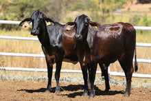 Carregar imagem no visualizador da galeria, LOTE 2017 - BASA VIA LACTEA ATALAIA FIV e CATRINA FIV 1056