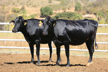 Carregar imagem no visualizador da galeria, LOTE 2027 - 1073 E COLORIDA 1081