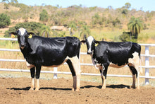 Carregar imagem no visualizador da galeria, LOTE 2029 -CAMBUCA 1080 E CARAVAN 1085