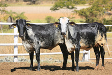 Carregar imagem no visualizador da galeria, LOTE 2002 - BASA VIA LATEA AFRIN FIV e BASA VIA LATEA ALZIRA FIV