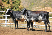 Carregar imagem no visualizador da galeria, LOTE 2003 - BASA VIA LACTEA FIV e BASA VIA LACTEA ARICLEIA FIV