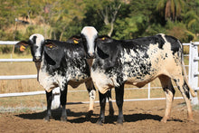 Carregar imagem no visualizador da galeria, LOTE 2008 - BASA VIA LACTEA ADELI FIV E 331