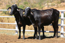 Carregar imagem no visualizador da galeria, LOTE 2009 -BASA VIA LACTEA ALAINCA FIV e BASA VIA LACTEA ARLINA FIV 282 e 447