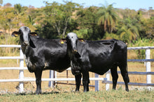 Carregar imagem no visualizador da galeria, LOTE 2014 - BASA VIA LACTEA ADONAIDE FIV e BASA VIA LACTEA ABERDEEN FIV