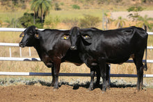 Carregar imagem no visualizador da galeria, LOTE 2019 - BASA VIA LACTEA APLICADA e BASA VIA LACTEA APRAZIVEL FIV