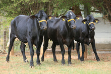 Carregar imagem no visualizador da galeria, LOTE 100 - 3 NOVILHAS GIROLANDO PRENHAS 3/4 E 7/8