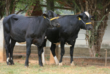 Carregar imagem no visualizador da galeria, LOTE 101 - 2 NOVILHAS 3/4 GIROLANDO PRENHAS - ITAÚNA E IVANI