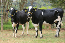 Carregar imagem no visualizador da galeria, LOTE 102- 2 NOVILHAS 3/4 GIROLANDO PRENHAS - HUMOR JFLD E HERA JFLD