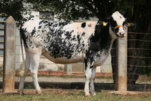 Carregar imagem no visualizador da galeria, LOTE 103 - HÓSPEDE JFLD