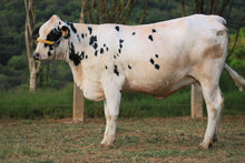 Carregar imagem no visualizador da galeria, LOTE 104 - ISABELE JFLD