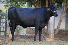 Carregar imagem no visualizador da galeria, LOTE 105 - GLÓRIA JFLD