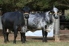 Carregar imagem no visualizador da galeria, LOTE 106 - 2 VACAS 1/2 SANGUE GIROLANDO AMOJANDO -BATOM FIV E FRÁGIL JFLD (preço por animal)