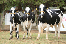 Carregar imagem no visualizador da galeria, LOTE 107 - 3 NOVILHAS 3/4 GIROLANDO PRENHAS - GINA JFLD, ILDA JFLD E ILANA JFLD LOTE 108 - 2 VACAS 7/8 E 3/4 GIROLANDO PROTOCOLADAS - 1556 JFLD E HILDA JFLD