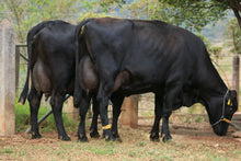 Carregar imagem no visualizador da galeria, LOTE 109 - EMÍLIA JFLD E ESCULTURA JFLD