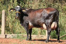 Carregar imagem no visualizador da galeria, LOTE 111 - FLOR JFLD