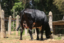 Carregar imagem no visualizador da galeria, LOTE 112 - DIAMANTINA JFLD