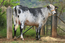 Carregar imagem no visualizador da galeria, LOTE 114 - GRAZI JFLD