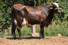 Carregar imagem no visualizador da galeria, LOTE 115 - GRETE JFLD