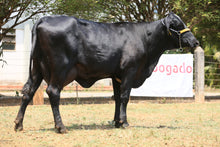 Carregar imagem no visualizador da galeria, LOTE 117 - HAVIA JFLD