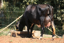 Carregar imagem no visualizador da galeria, LOTE 119 - DENIZE WATSON JFLD