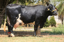 Carregar imagem no visualizador da galeria, LOTE 121 - BARCA FIV MOGUL JFLD