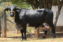 Carregar imagem no visualizador da galeria, LOTE 122 -BANANA FIV SUPERSTITITON JFLD