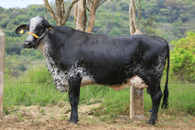 Carregar imagem no visualizador da galeria, LOTE 123 - CLAUDIA FIV BRADNICK ITA JFLD