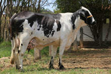 Carregar imagem no visualizador da galeria, LOTE 125 - FOLCLORE JFLD