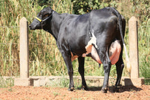 Carregar imagem no visualizador da galeria, LOTE 126 - FAVORITA JFLD