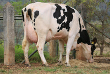 Carregar imagem no visualizador da galeria, LOTE 127 - DALVA JFLD