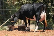 Carregar imagem no visualizador da galeria, LOTE 128 -1478 JFLD