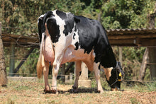 Carregar imagem no visualizador da galeria, LOTE 129 - ESTÉFANI JFLD