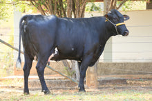 Carregar imagem no visualizador da galeria, LOTE 130 - ERVALIA JFLD