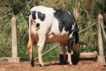 Carregar imagem no visualizador da galeria, LOTE 132- FLÓRIDA JFLD