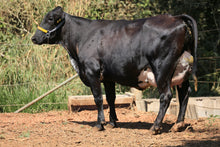 Carregar imagem no visualizador da galeria, LOTE 133 - GISELE JFLD