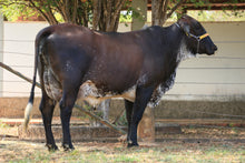 Carregar imagem no visualizador da galeria, LOTE 134 - GIORDANA JFLD