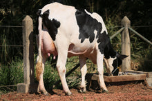 Carregar imagem no visualizador da galeria, LOTE 135 -1628 JFLD