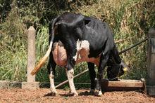 Carregar imagem no visualizador da galeria, LOTE 140 - EUGÊNIA JFLD