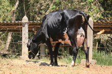 Carregar imagem no visualizador da galeria, LOTE 145 -CULOTE JFLD