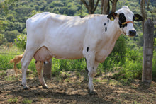 Carregar imagem no visualizador da galeria, LOTE 146 - CELINE PETY JFLD