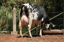 Carregar imagem no visualizador da galeria, LOTE 149 - DININHA JFLD