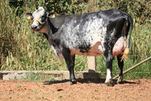 Carregar imagem no visualizador da galeria, LOTE 150 - EMANUELLY JFLD