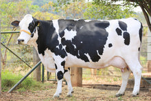 Carregar imagem no visualizador da galeria, LOTE 151 - 1437 JFLD