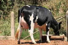 Carregar imagem no visualizador da galeria, LOTE 152 -1483 JFLD