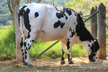 Carregar imagem no visualizador da galeria, LOTE 154 - EUNICE JFLD