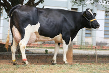 Carregar imagem no visualizador da galeria, LOTE 156 - DALILA DORCY JFLD