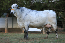 Carregar imagem no visualizador da galeria, LOTE 158 - CAROL FIV MCCUTCHEN JFLD